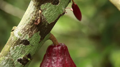 Raw Cacao Stock Footage 26217690