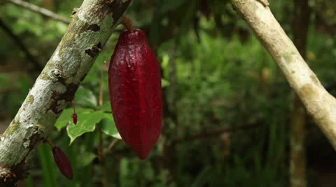 Raw Cacao Stock Footage 26218056