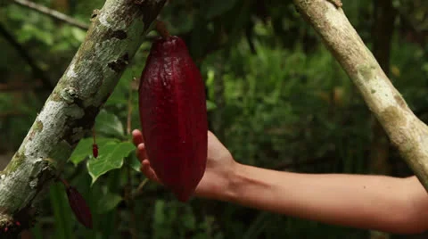 Raw Cacao Stock Footage 26218314