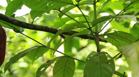 Raw Cacao Stock Footage 26218654