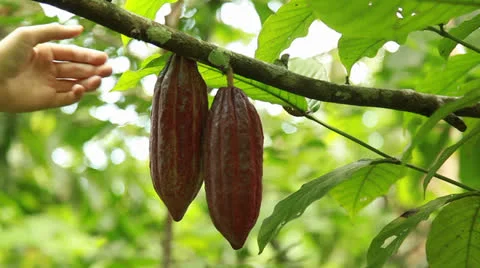 Raw Cacao Stock Footage 26218952