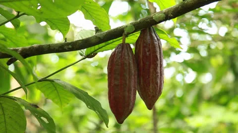 Raw Cacao Stock Footage 26219128