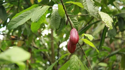 Raw Cacao Stock Footage 26219343