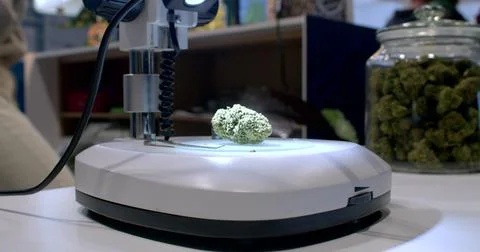 Raw cannabis material lies microscope object. Light illuminates texture texture Photos