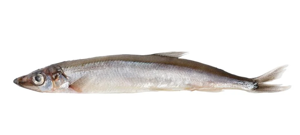 Raw capelin (path) Stock Photos