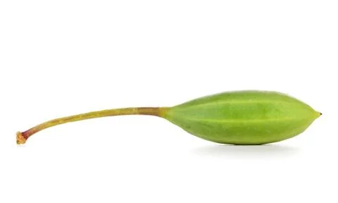 Raw capers Stock Photos