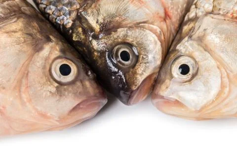 Raw carp head close-up Stock Photos