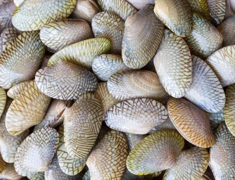 Raw carpet clam Stock Photos