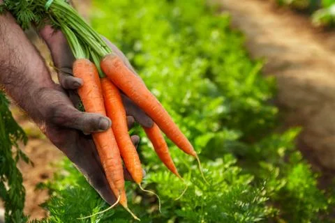 Raw carrots in hands Stock Photos
