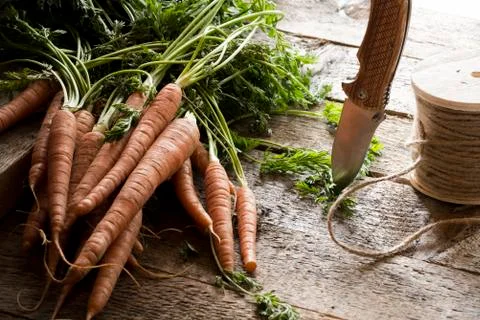 Raw carrots with leaves Stock Photos
