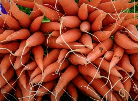 Raw carrots Stock Photos