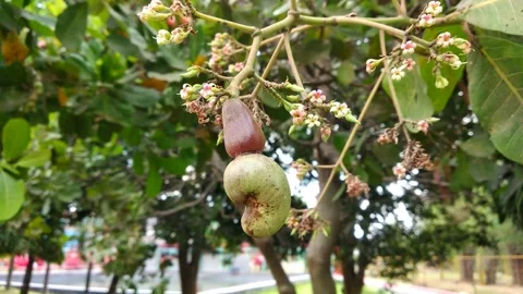 Raw cashew fruits on the tree Stock Footage 288955799