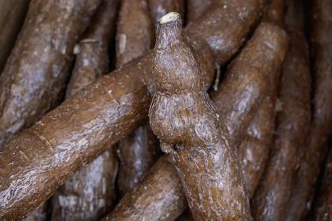 Raw Cassava Stack in Store Stock Photos