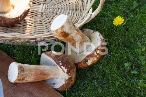 Raw Ceps Stock Photos