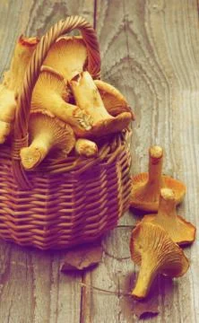 Raw Chanterelles Stock Photos