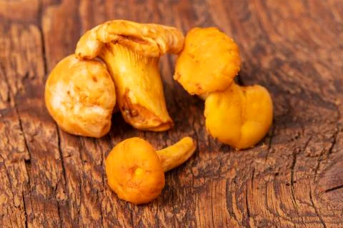 Raw chanterelles Stock Photos