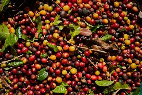 Raw cherry coffee beans. Stock Photos