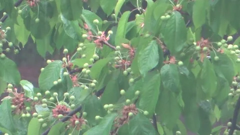 Raw cherry tree in the rain with city life with audio 2 Stock Footage 150827350