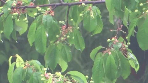 Raw cherry tree in the rain with city life audio Stock Footage 150827354