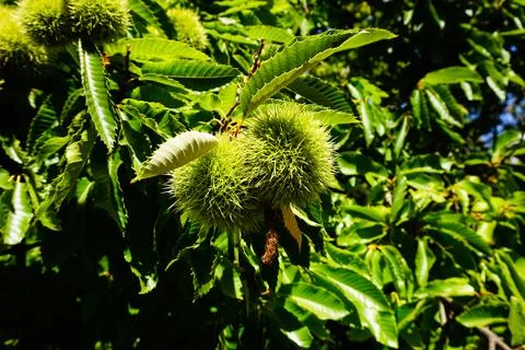 Raw chestnut hangs on a chestnut tree Foto stock