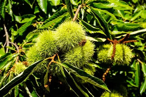 Raw chestnut hangs on a chestnut tree Stock Photos