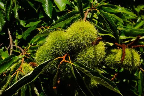 Raw chestnut hangs on a chestnut tree Stock Photos