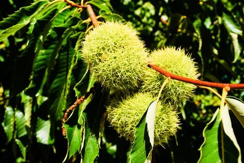 Raw chestnut hangs on a chestnut tree Stock Photos