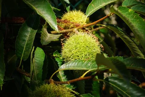 Raw chestnut hangs on a chestnut tree Stock Photos