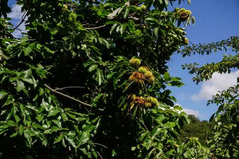 Raw chestnut hangs on a chestnut tree Stock Photos