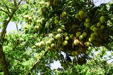 Raw chestnut hangs on a chestnut tree Foto stock