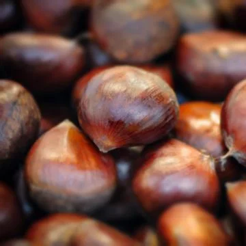 Raw chestnuts background close up macro square Stock Photos