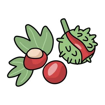 Raw chestnuts vector illustration Illustrazione stock