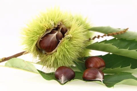 Raw chestnuts on white background Stock Photos