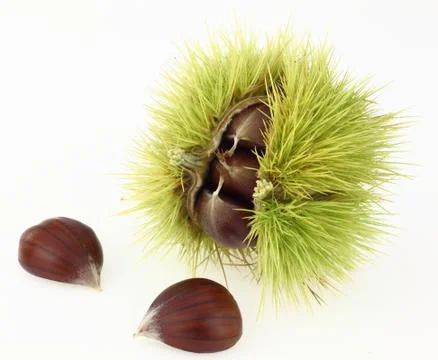 Raw chestnuts on white background Stock Photos