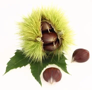 Raw chestnuts on white background Stock Photos