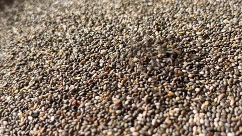 Raw chia seeds falling down Stock Footage 336506968
