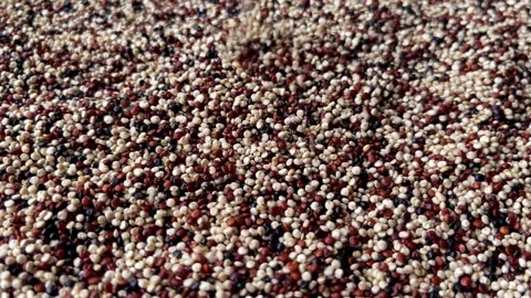 Raw chia seeds falling down macro photography Stock Footage 336506969