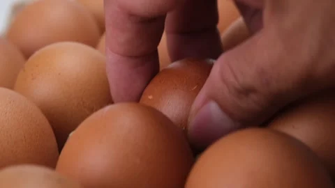 Raw chicken eggs in human hands. Eggs are in the panel. Stock Footage 248435095