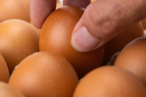 Raw chicken eggs in human hands. Eggs are in the panel. Fresh chicken eggs  Stock Photos