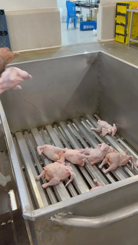 Raw chicken falling into industrial container in poultry plant, vertical Stock Footage 345164965