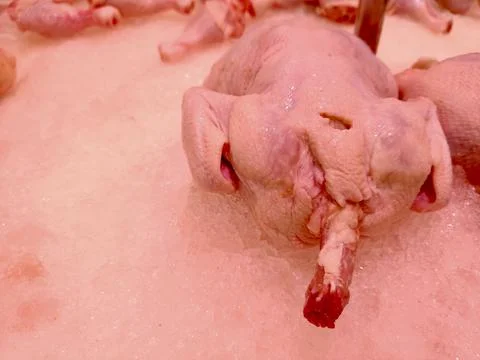 Raw chicken is placed with ice Stock-Fotos