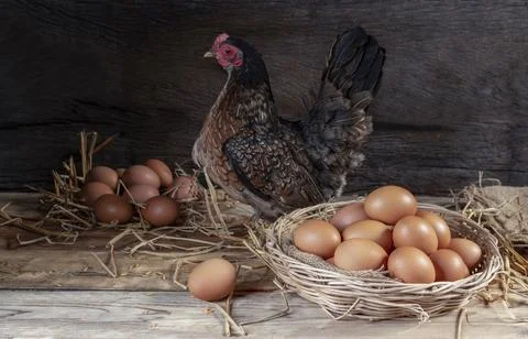 Raw chicken tallow with hens on a rustic organic farm Stock Photos