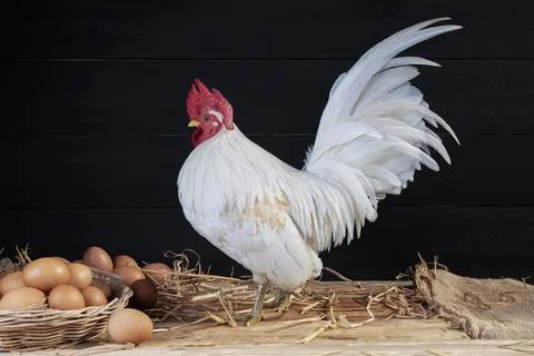 Raw chicken tallow with hens on a rustic organic farm Stock Photos