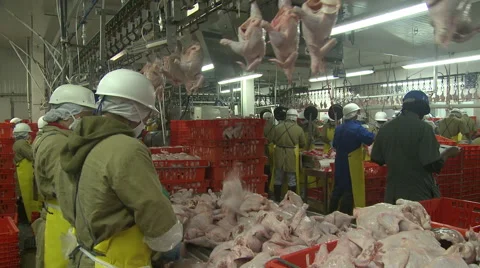 Raw chickens fall into boxes at poultry plant Stock Footage 43333370