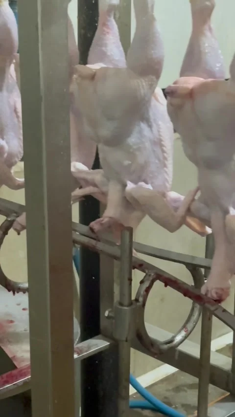 Raw chickens hanging on conveyor line in slaughterhouse, vertical medium shot Stock Footage 345166216