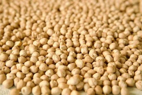 Raw chickpeas spread across a light surface Stock Photos