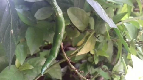 Raw chili Stock Photos