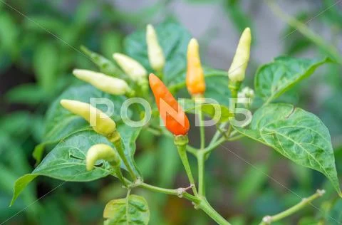 Raw chilli pepper plant Stock Photos