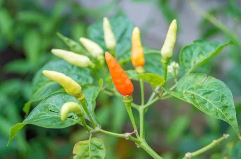 Raw chilli pepper plant Stock Photos