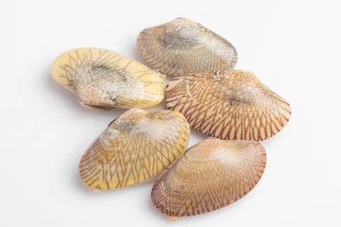 Raw clams on white background Stock Photos